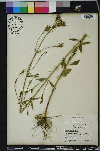 Verbena brasiliensis image