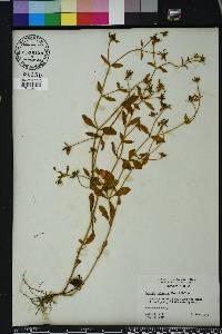 Sabatia calycina image