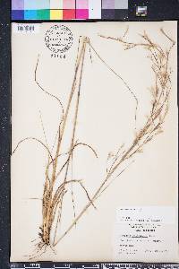 Andropogon brachystachyus image