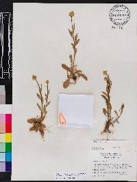 Polygala lutea image