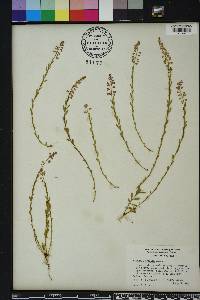 Polygala crenata image