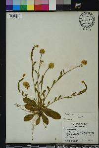 Polygala lutea image