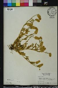 Polygala lutea image