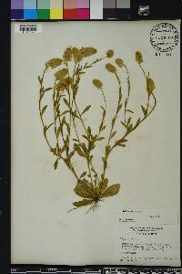 Polygala lutea image