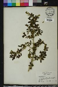 Ilex vomitoria image