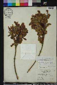 Cliftonia monophylla image