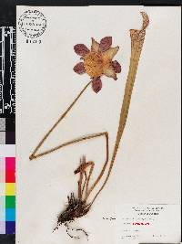 Sarracenia leucophylla image