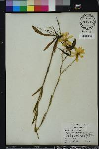 Sabatia decandra image