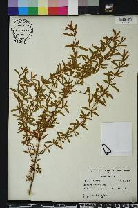 Hypericum galioides image