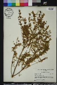 Hypericum galioides image