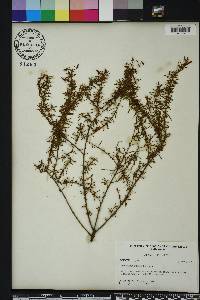 Hypericum galioides image