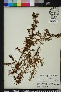 Hypericum galioides image