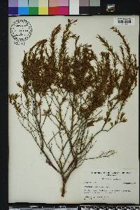 Hypericum fasciculatum image