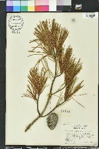 Pinus clausa image