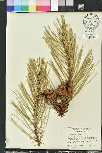 Pinus serotina image