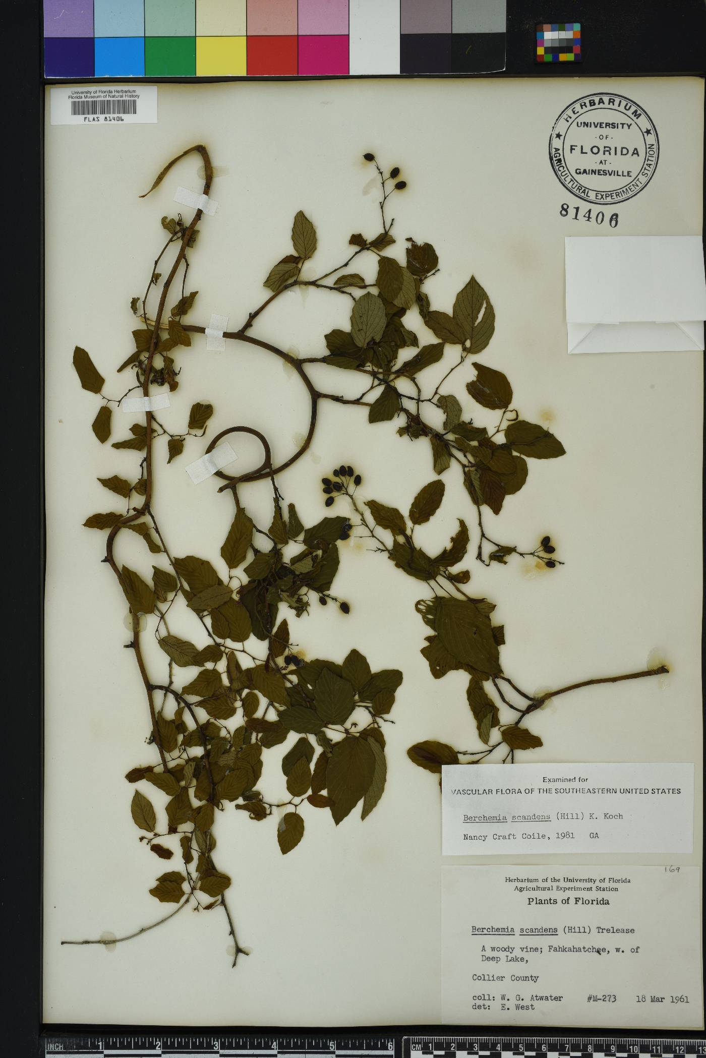 Berchemia scandens image