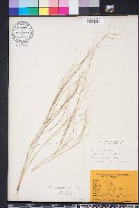 Aristida purpurascens image