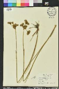 Juncus megacephalus image