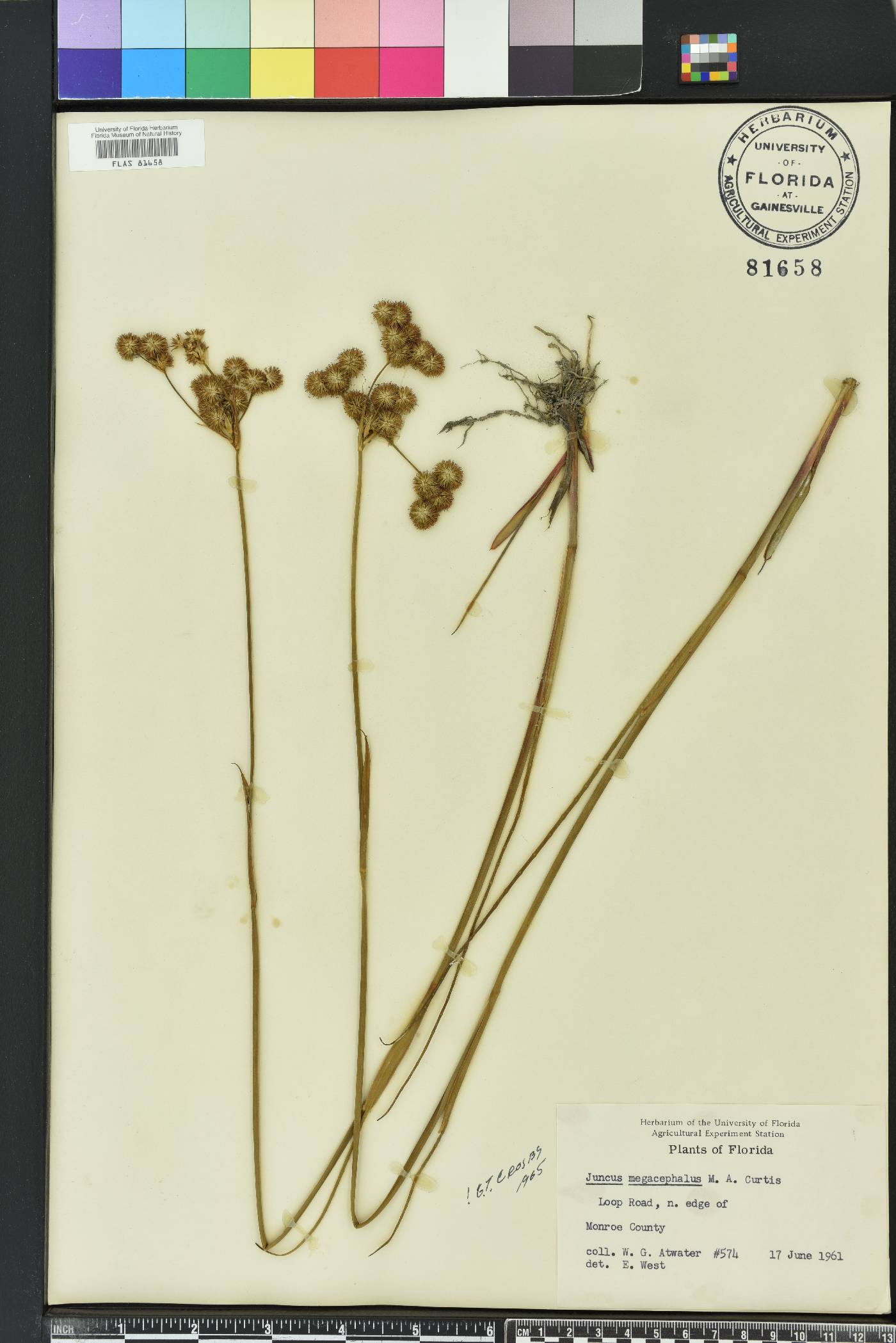 Juncus megacephalus image