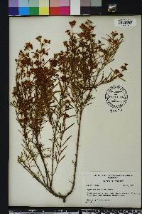 Hypericum densiflorum image