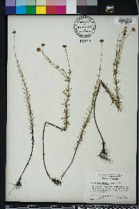 Sclerolepis uniflora image