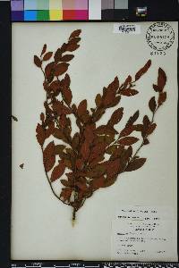 Vaccinium fuscatum image