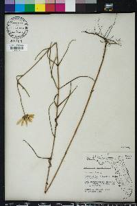 Helianthus angustifolius image