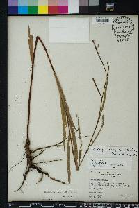 Ludwigia longifolia image