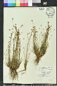 Bulbostylis ciliatifolia image