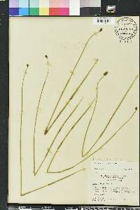 Fuirena scirpoidea image