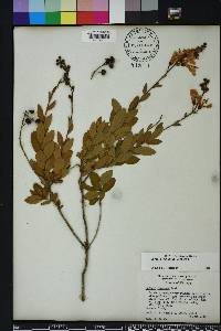 Bejaria racemosa image