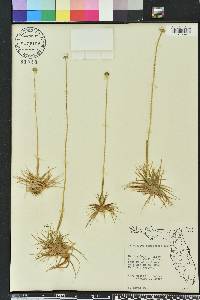 Eriocaulon compressum image