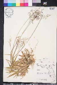 Dichanthelium ovale image