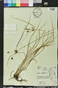 Cyperus tetragonus image