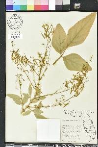 Desmodium tortuosum image