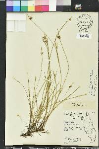 Scleria ciliata image