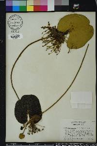 Nymphoides aquatica image