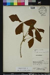 Toxicodendron pubescens image