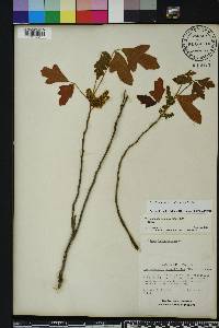 Toxicodendron pubescens image