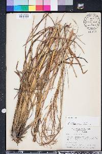 Andropogon brachystachyus image