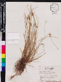 Cyperus filiformis image