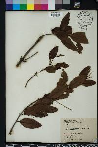 Laguncularia racemosa image