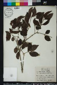 Eugenia axillaris image