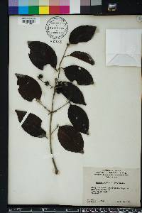 Eugenia axillaris image