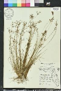 Bulbostylis ciliatifolia image