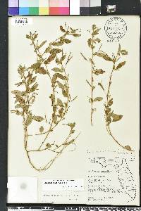 Indigofera pilosa image