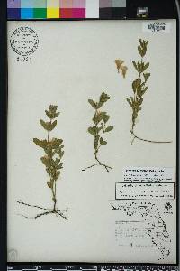 Dyschoriste oblongifolia image