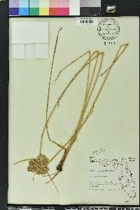 Cyperus surinamensis image