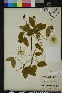 Clematis subreticulata image