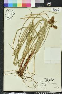 Cyperus planifolius image